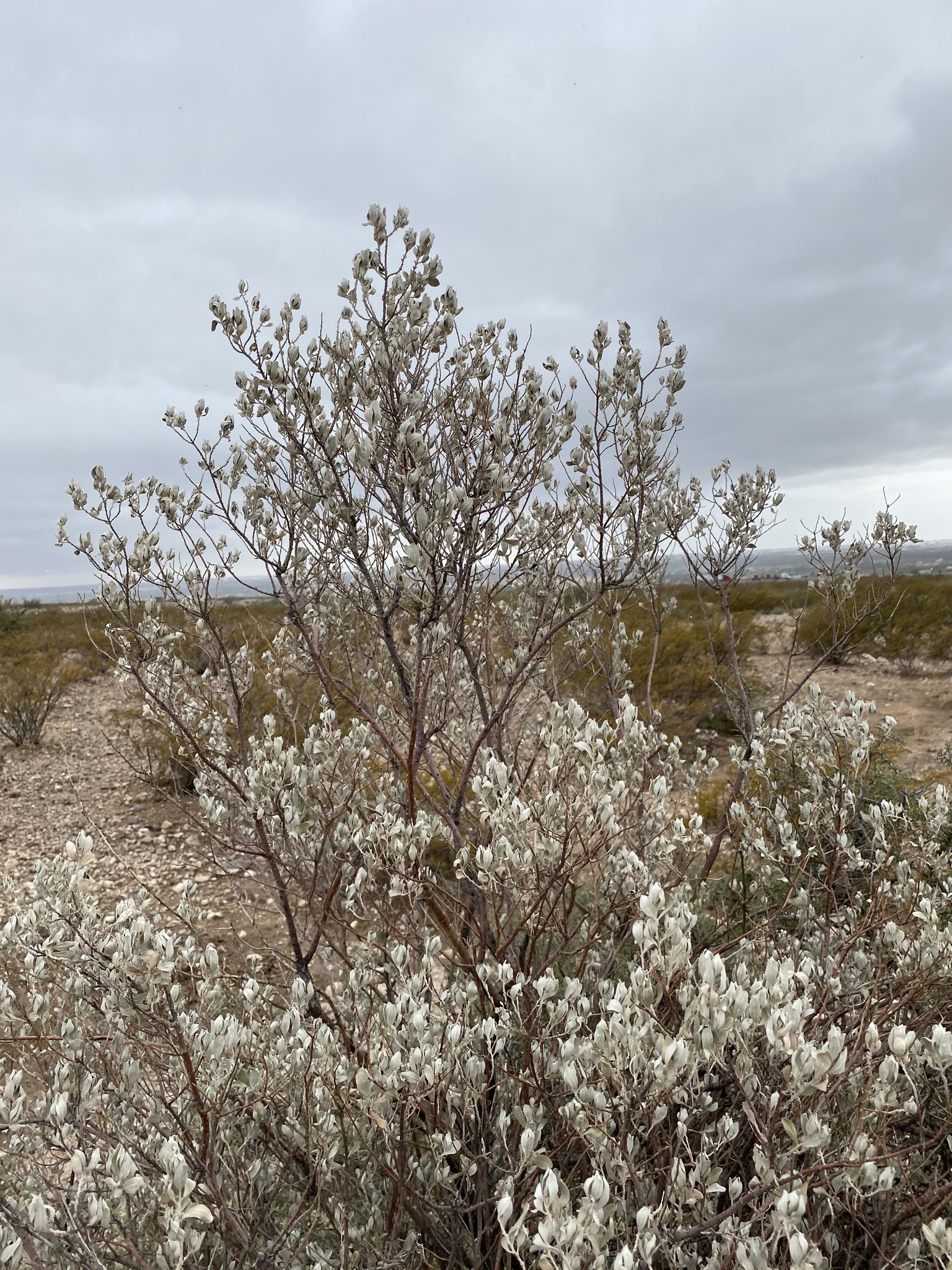 Leucophyllum frutescens
